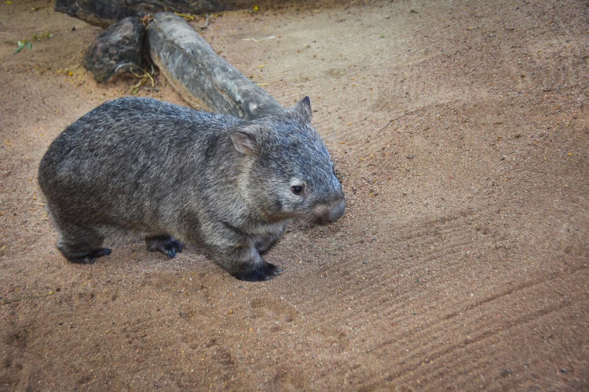 Bare Nosed Wombat03