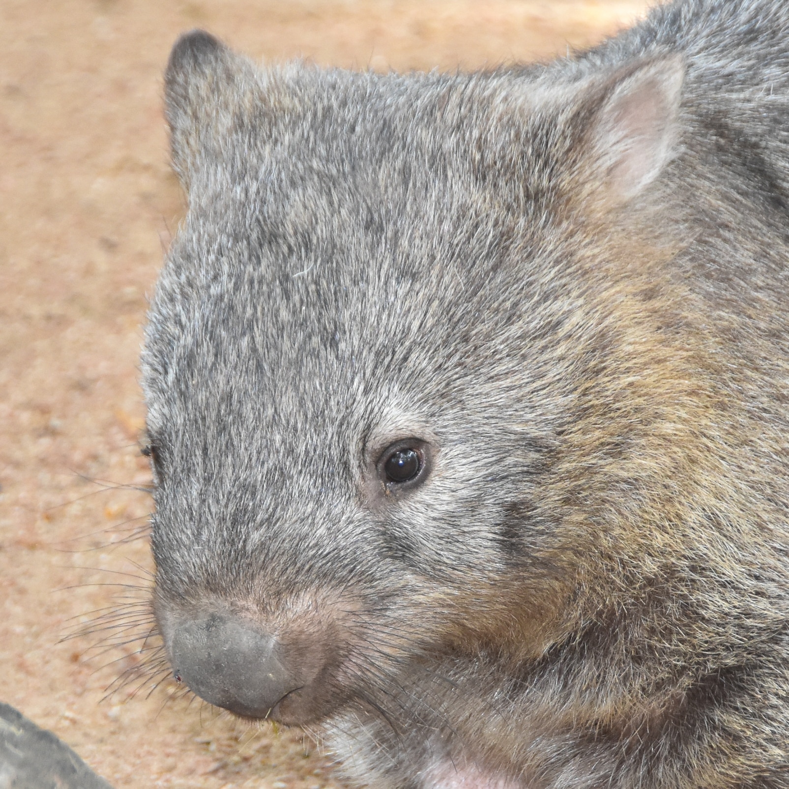 Bare Nosed Wombat04