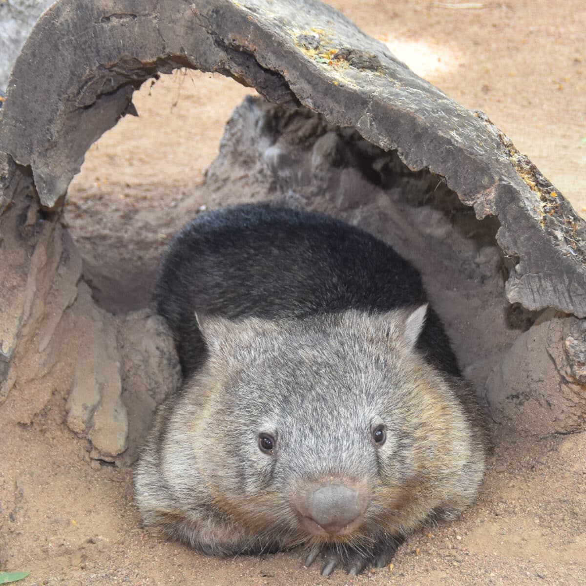 Bare Nosed Wombat05