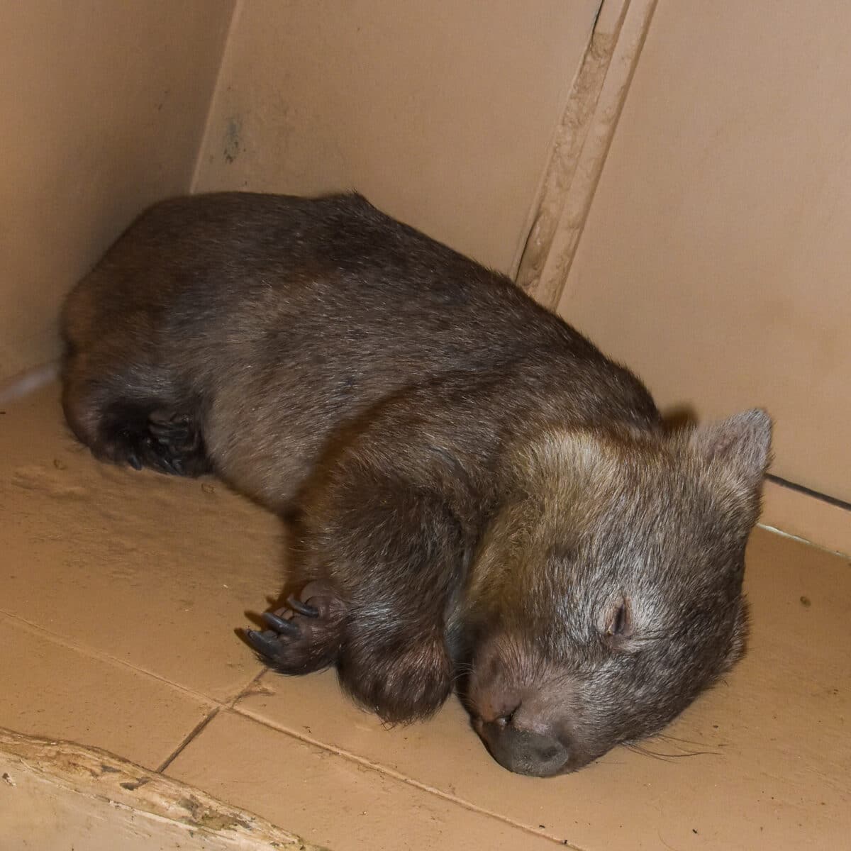 Bare Nosed Wombat06