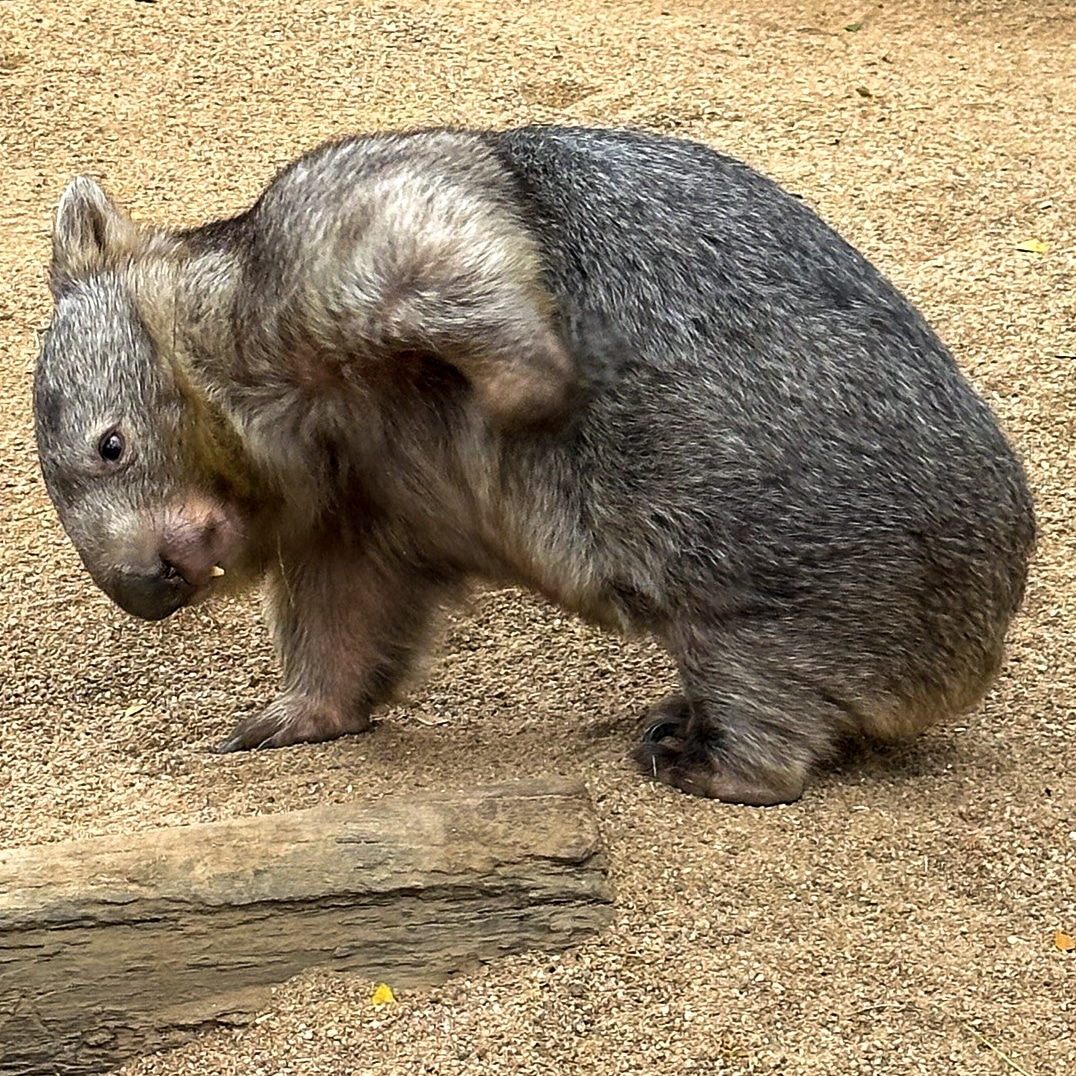 Bare Nosed Wombat07