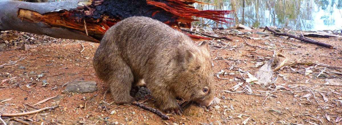 Bare Nosed Wombat08