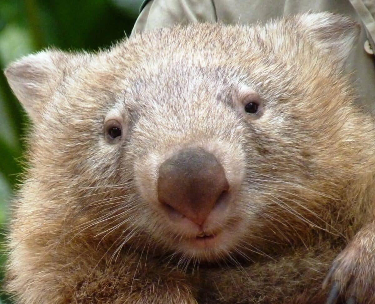 Bare Nosed Wombat09