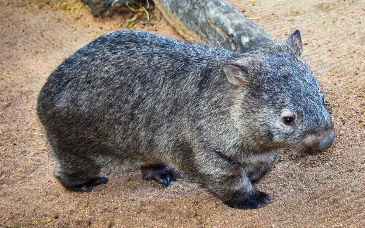 Bare Nosed Wombat10