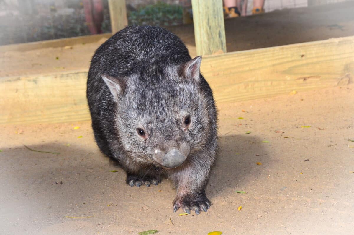 Bare Nosed Wombat11