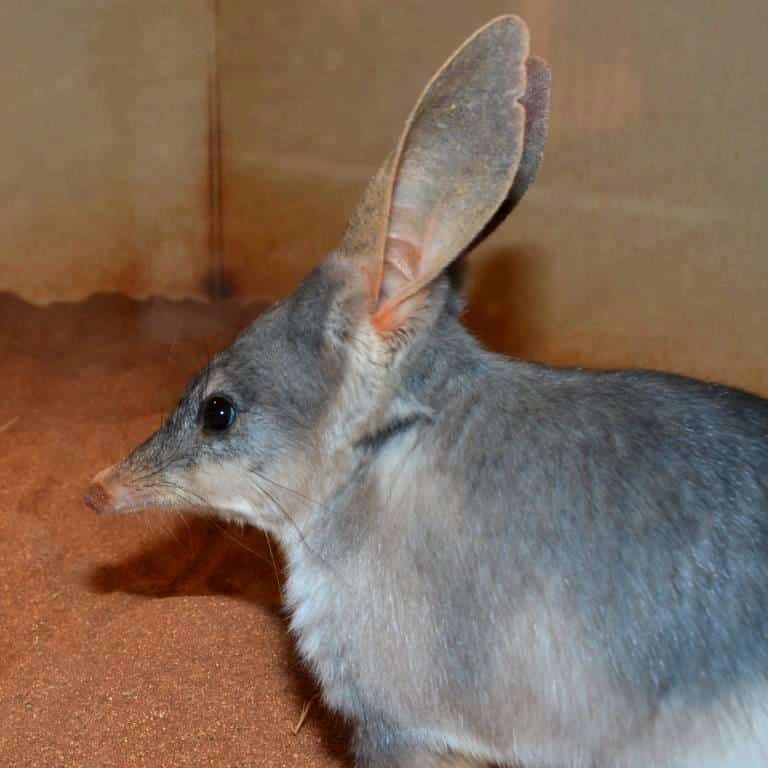 Bilby 1c