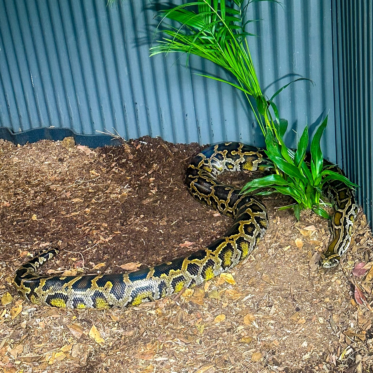 Burmese Python 03