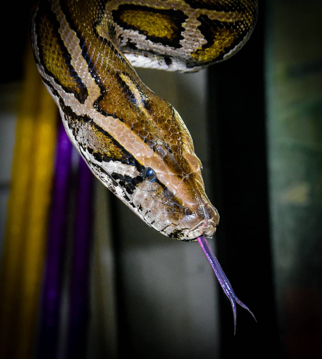 Burmese Python 05