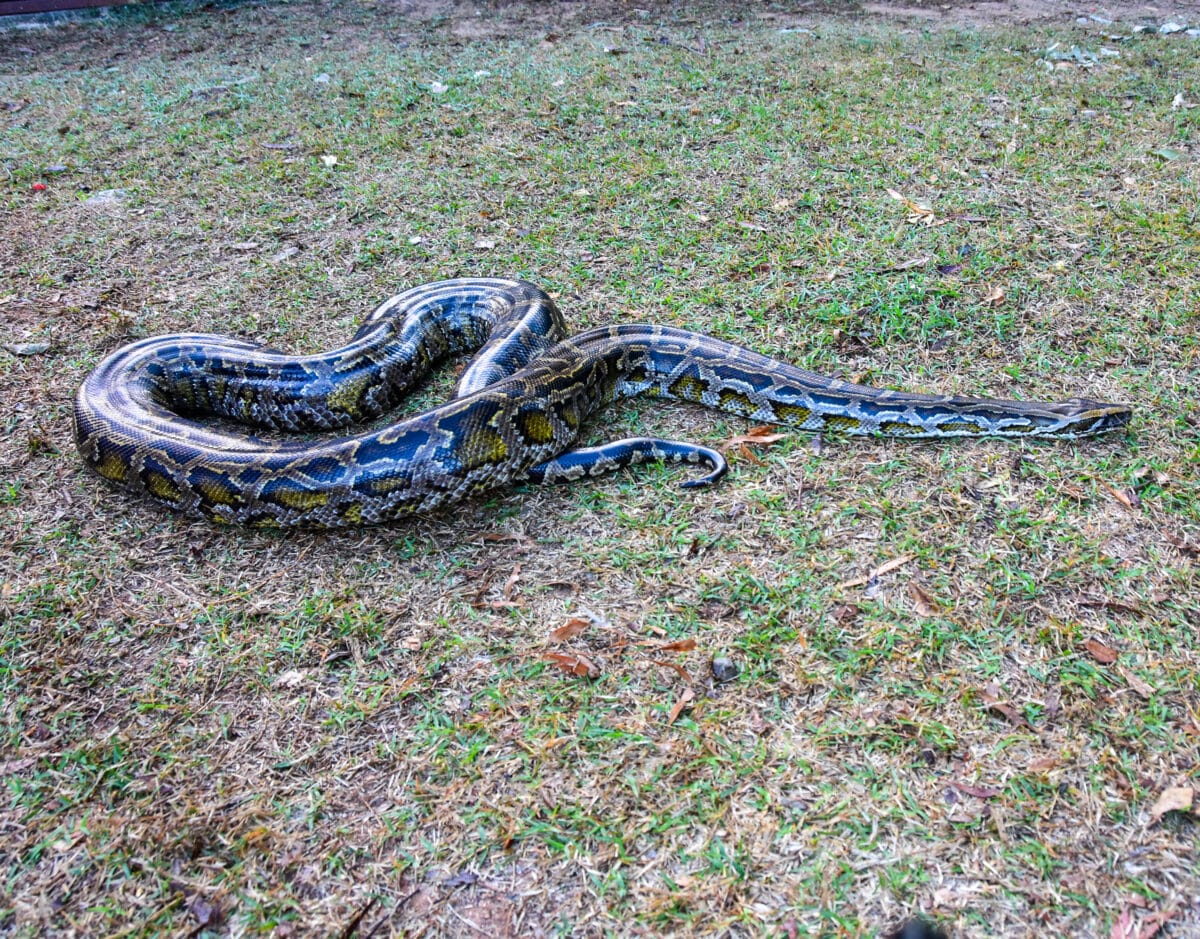 Burmese Python 06