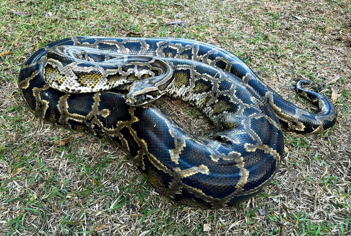 Burmese Python 07