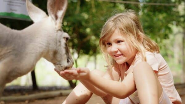 Feed A Kangaroo Townsville 5