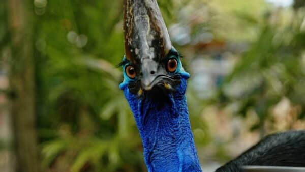 Feeding A Cassowary Ss03