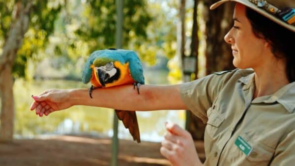 Holding A Red Tailed Black Cockatoo + Macaw Ss01