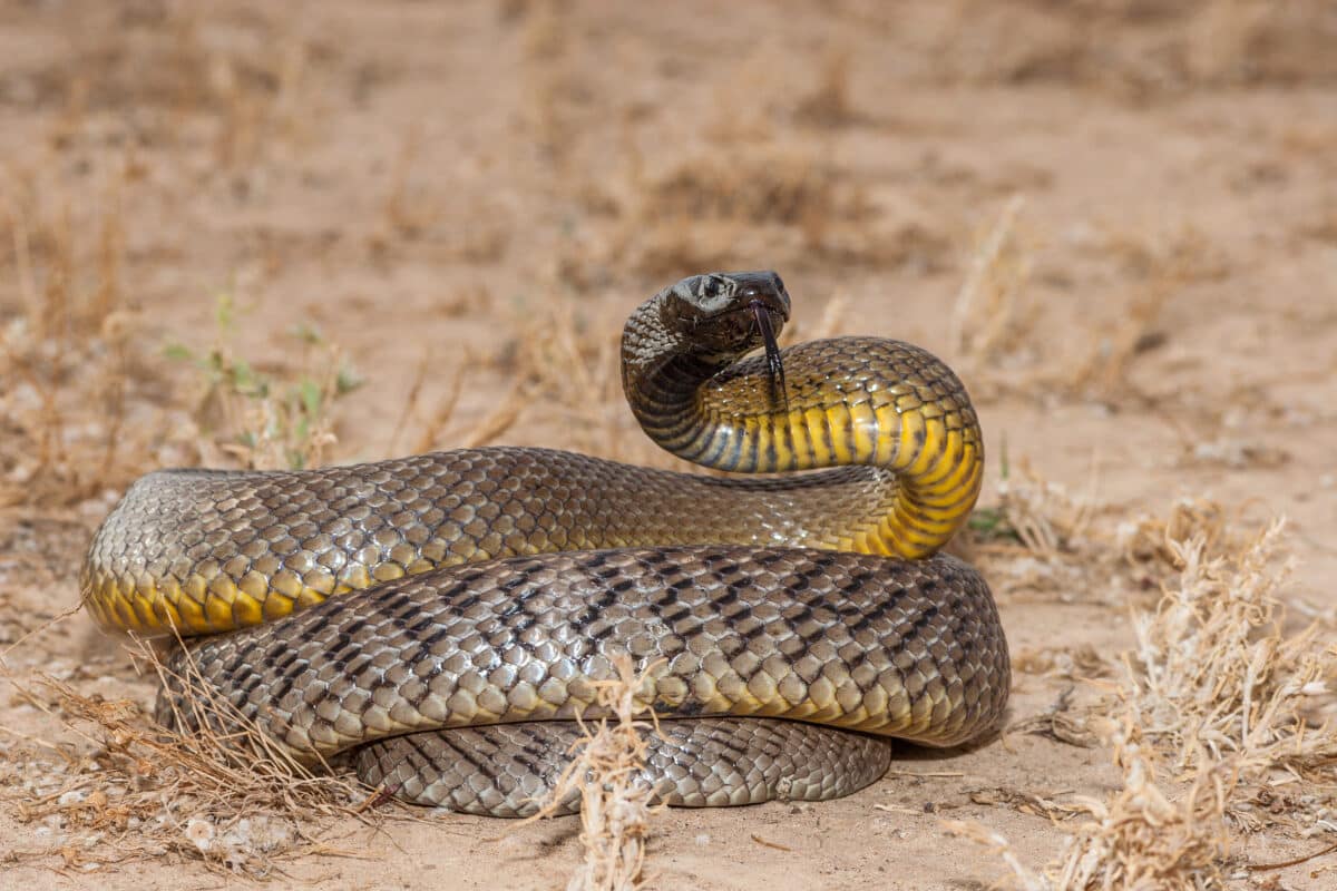 Inland,taipan,snake