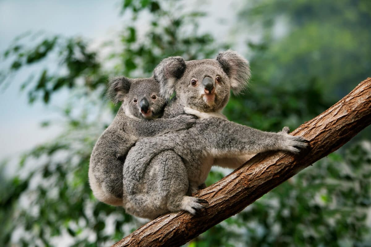 Koala,,phascolarctos,cinereus,,female,carrying,young,on,its,back