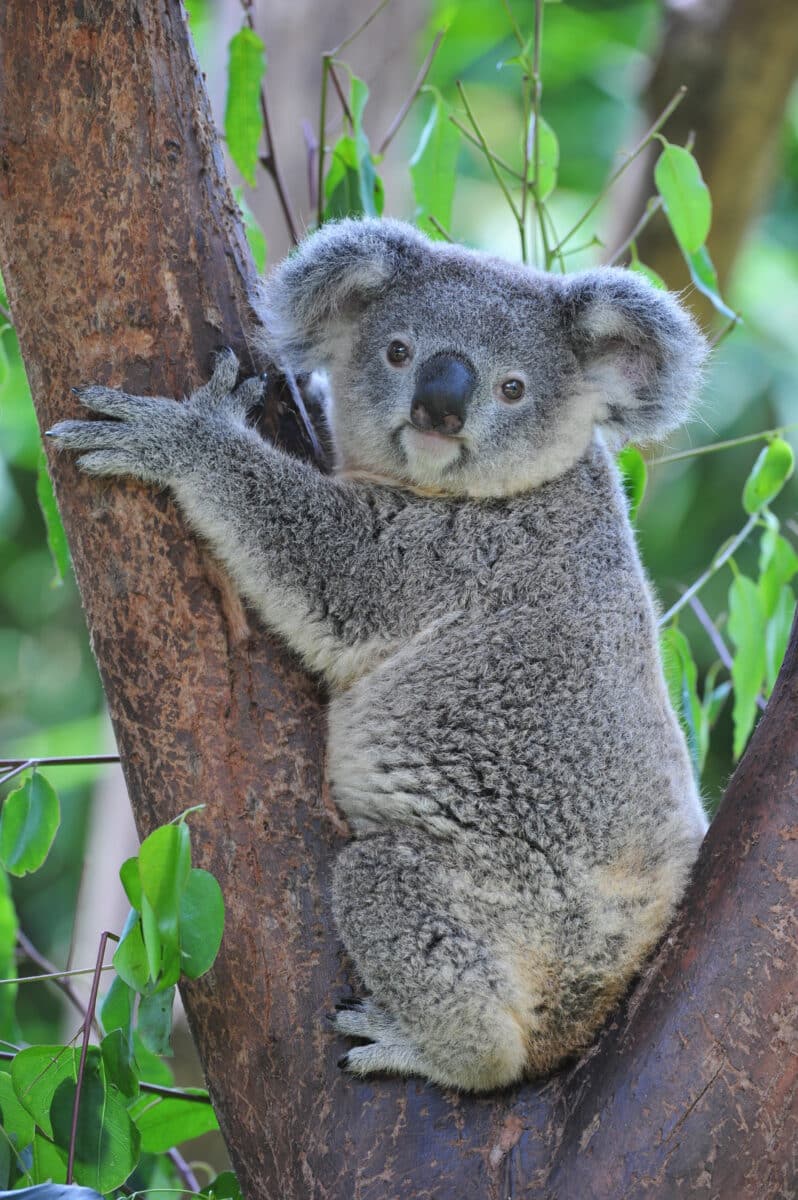 Koala,bear