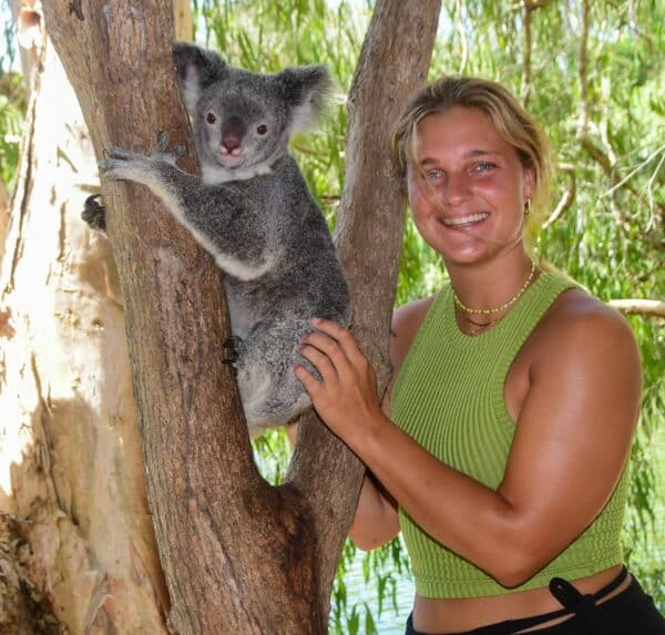 Koala On A Branch