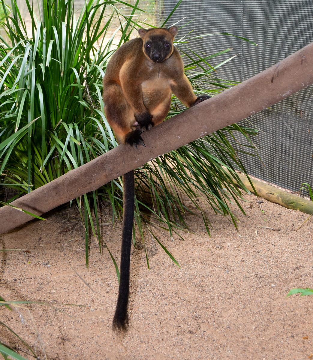 Lumholtz’s Tree Kangaroo