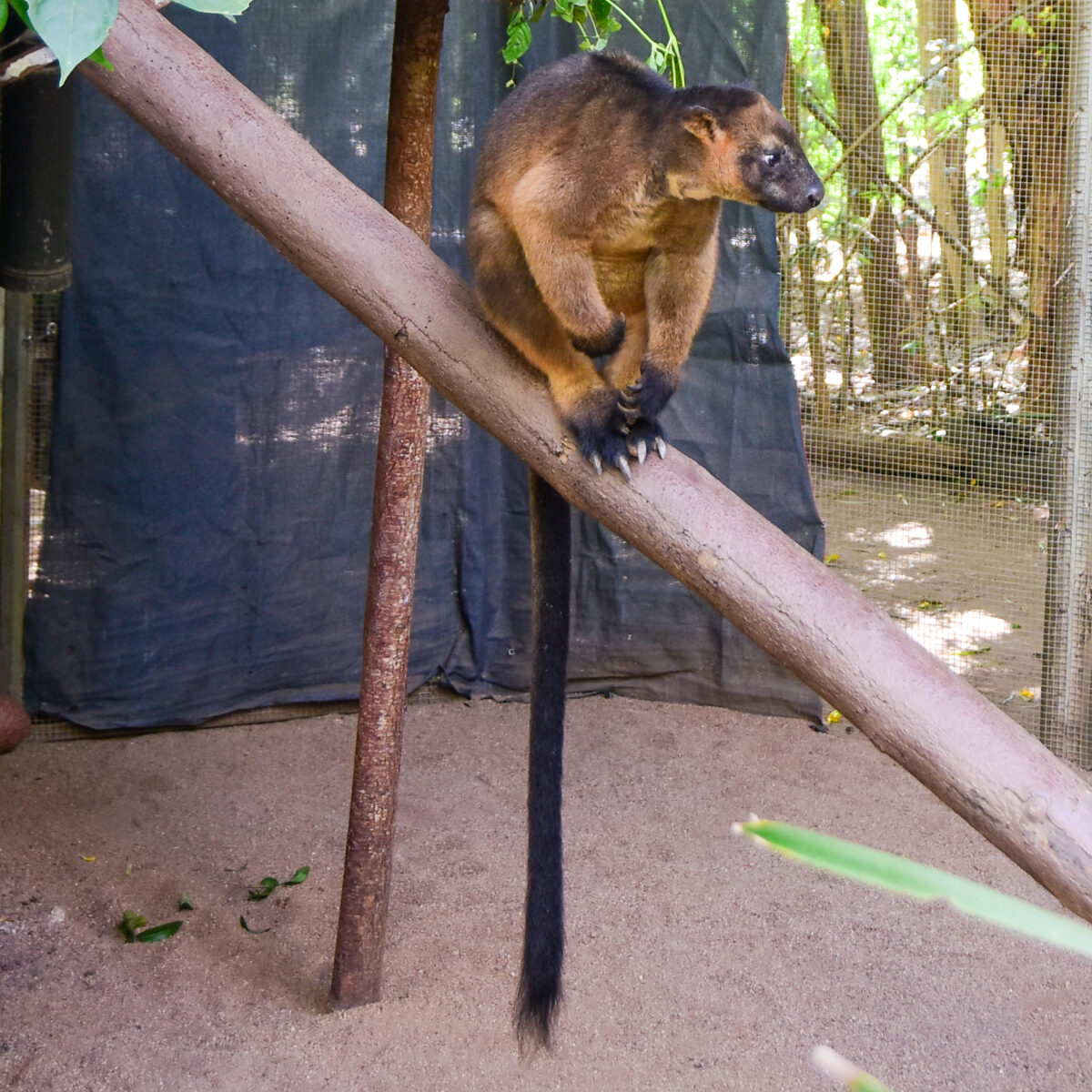 Lumholtz’s Tree Kangaroo