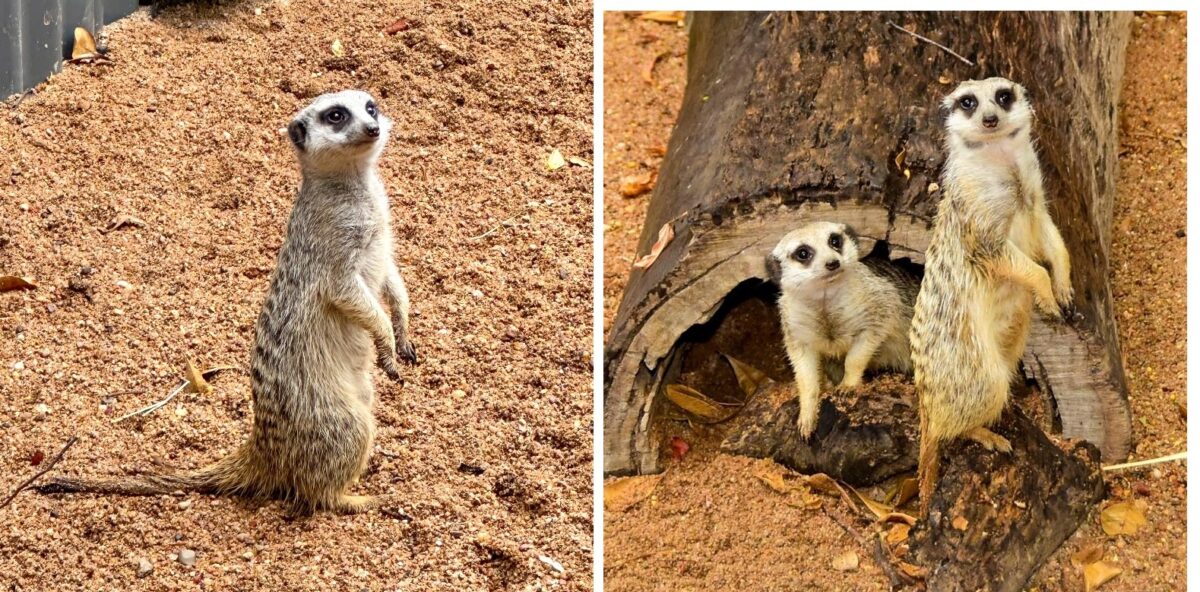 Meerkats