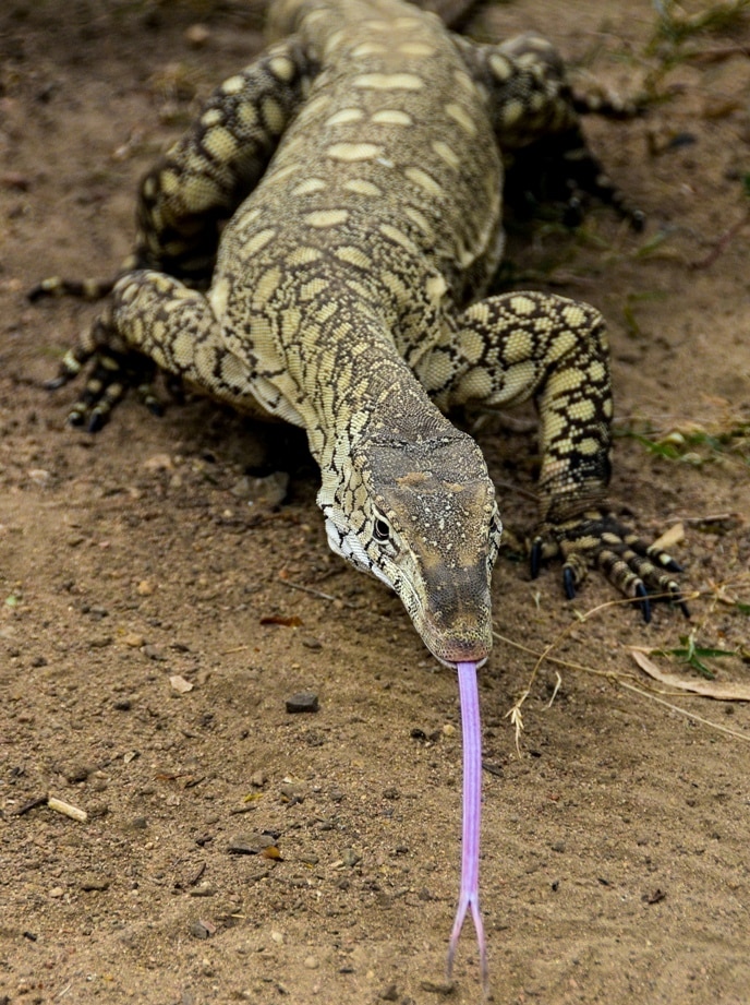 Perentie 1 Crop 2s