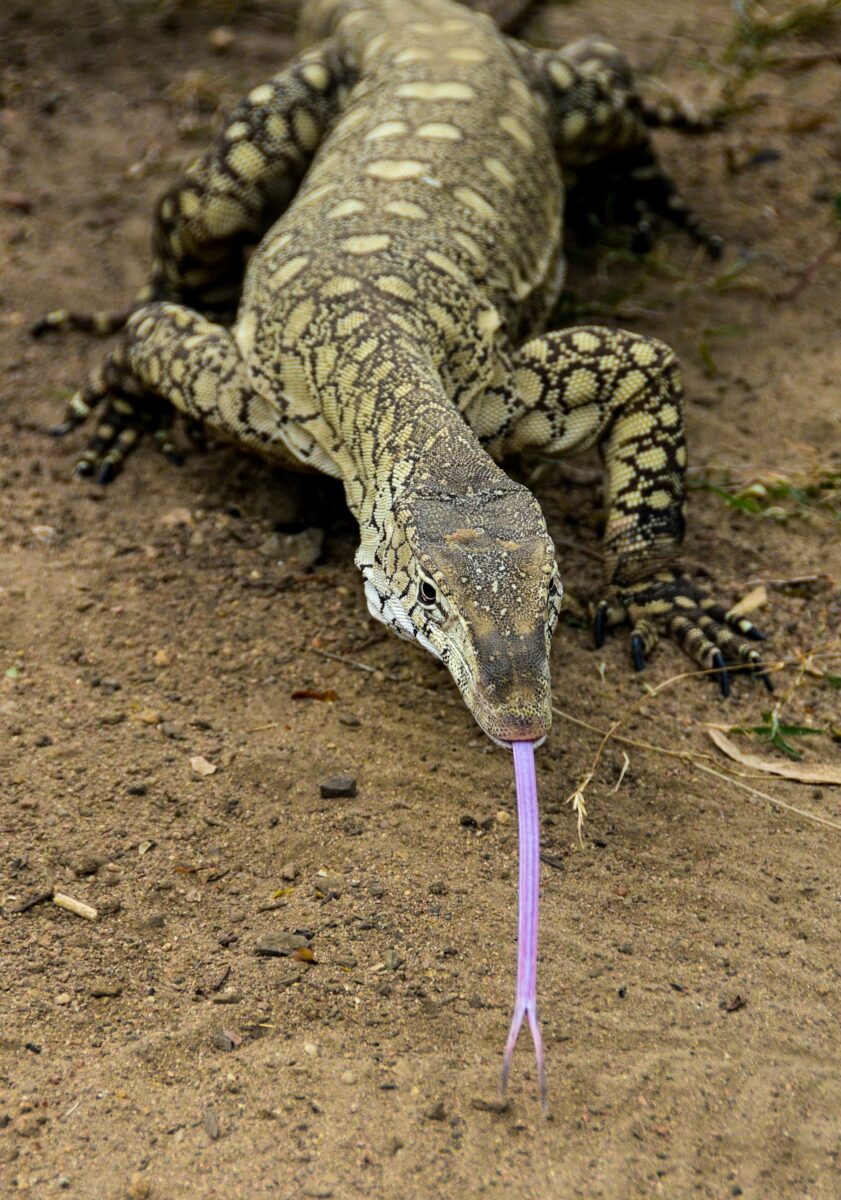 Perentie 1 Crop