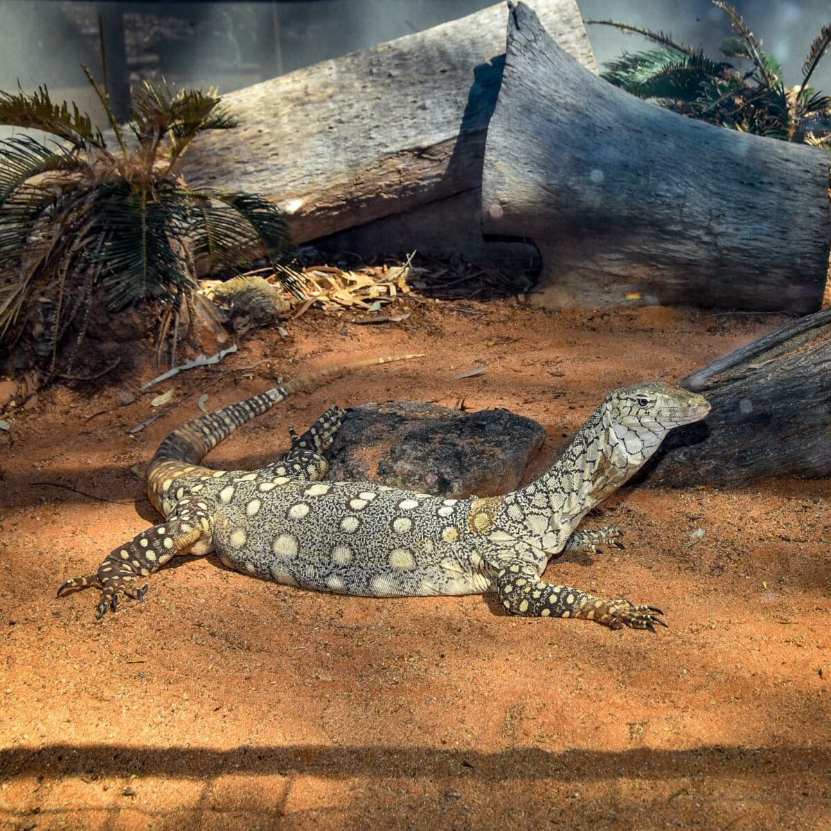 Perentie 4