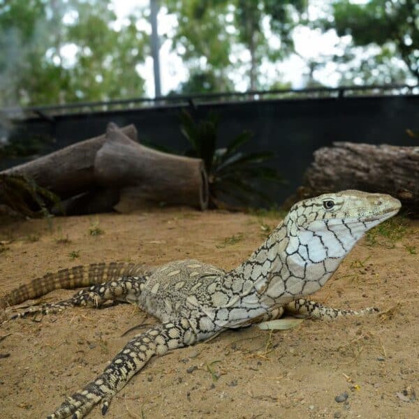 Perentie Scales On The Neck Form Reticulated Pattern 2