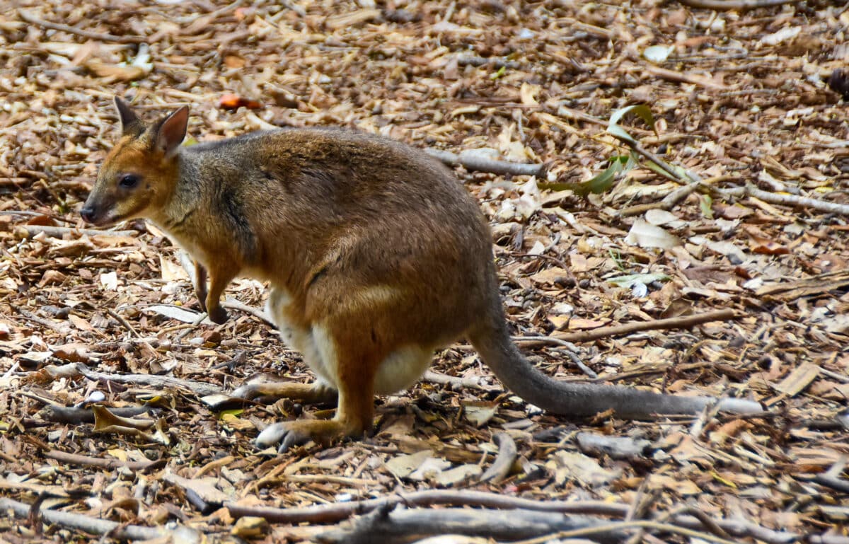 Red Legged Pademelon 02