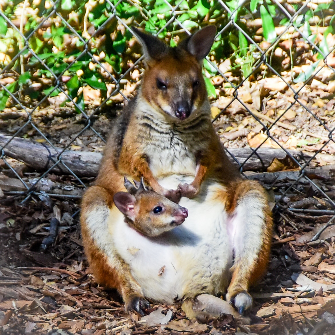 Red Legged Pademelon 03