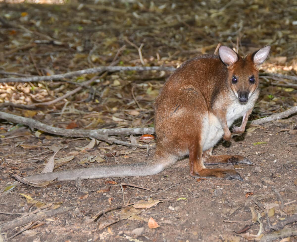 Red Legged Pademelon 04