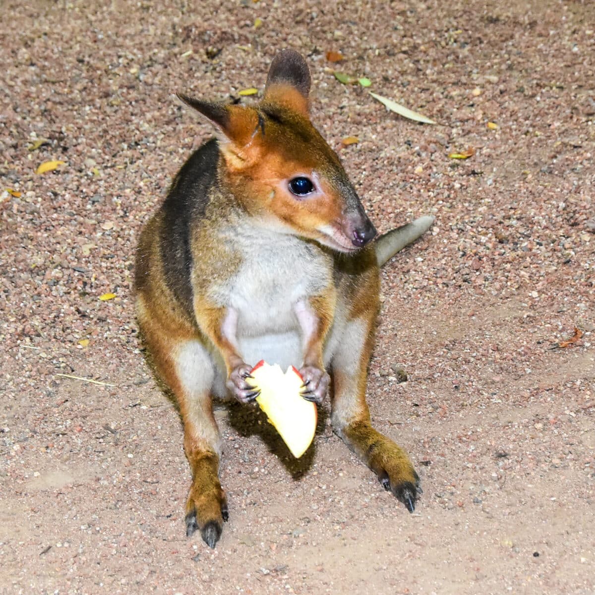 Red Legged Pademelon 05