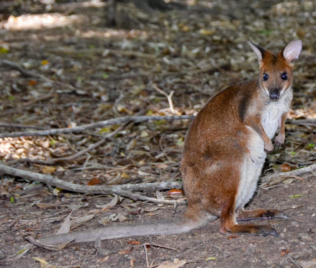 Red Legged Pademelon 06