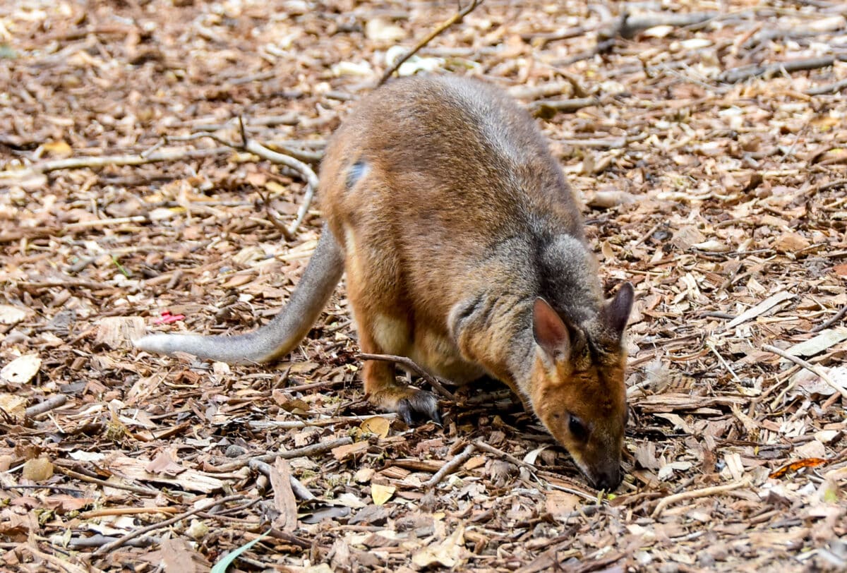 Red Legged Pademelon 07