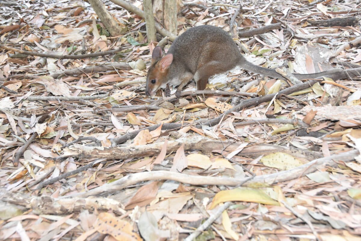 Red Legged Pademelon 08