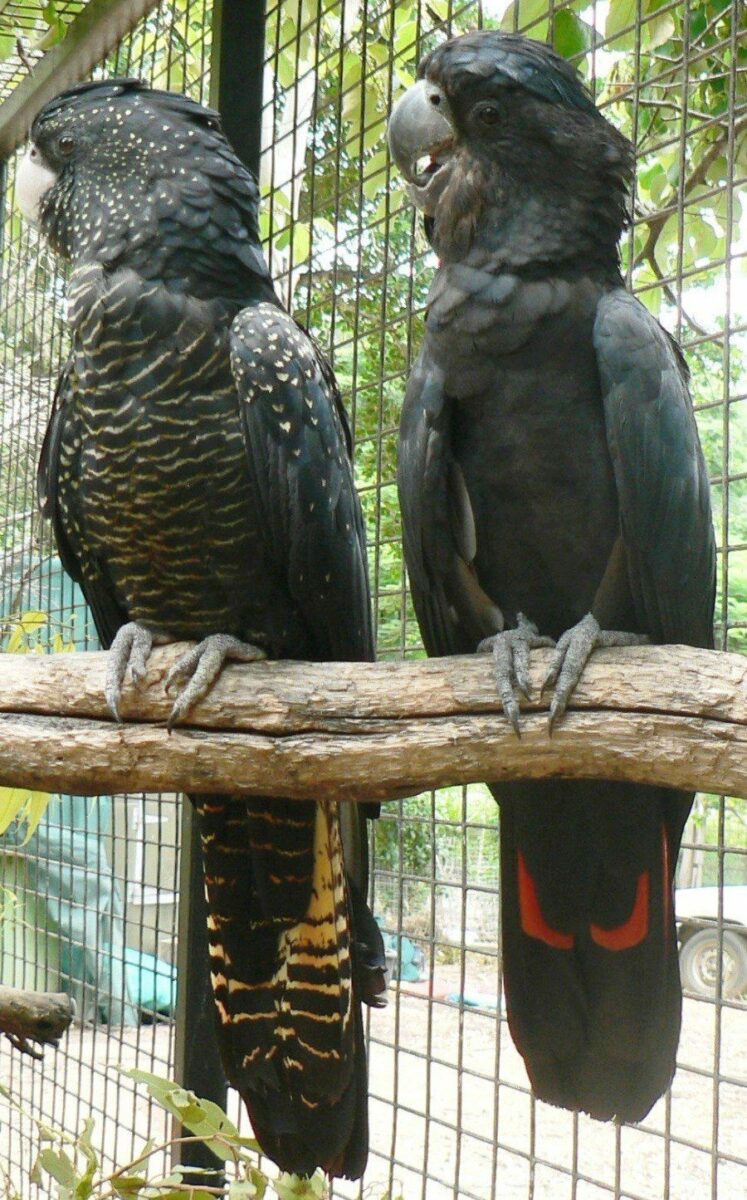 Red Tailed Black Cockatoo