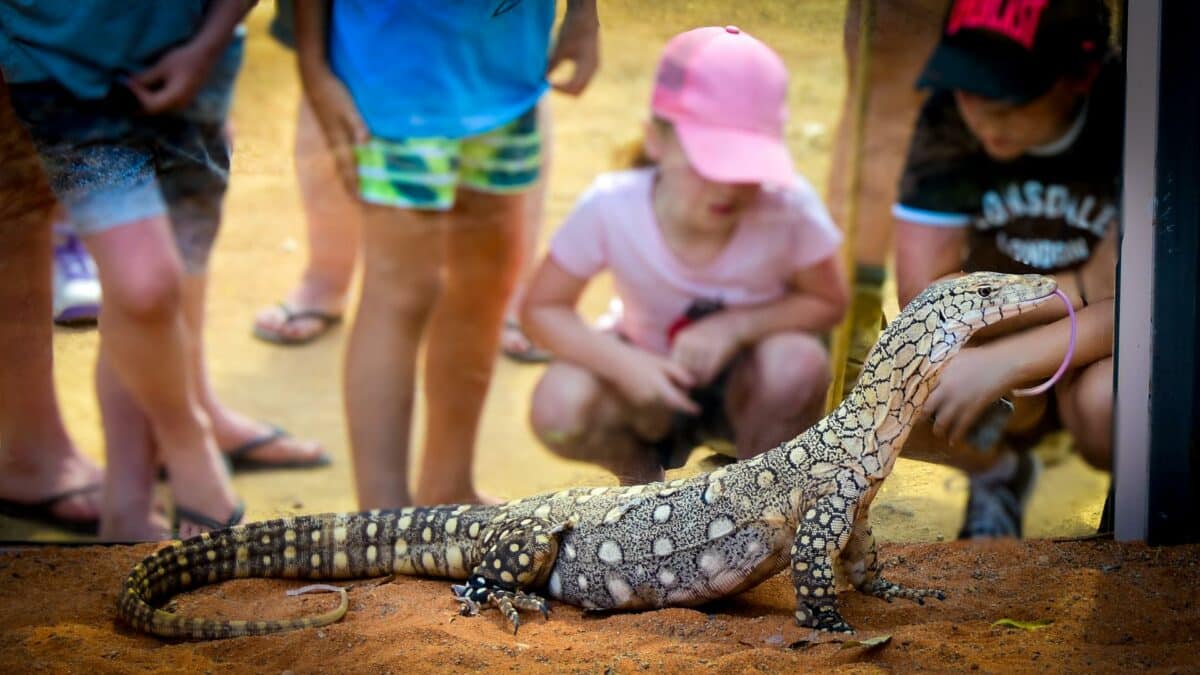 Simpson, Our Billabong Perentie