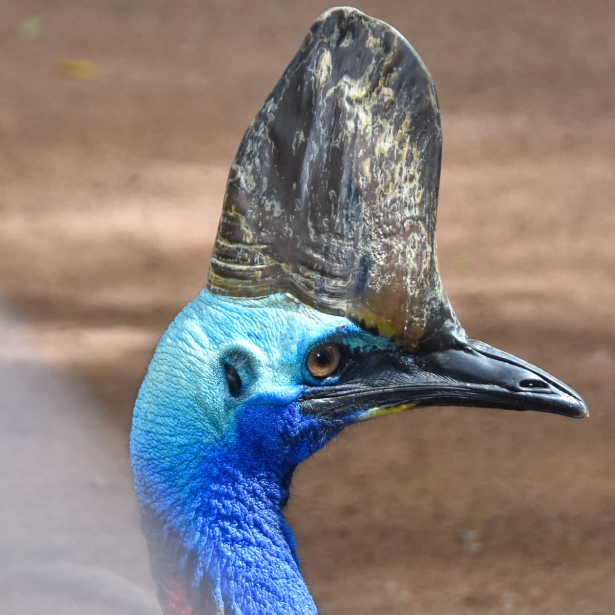 Southern Cassowary