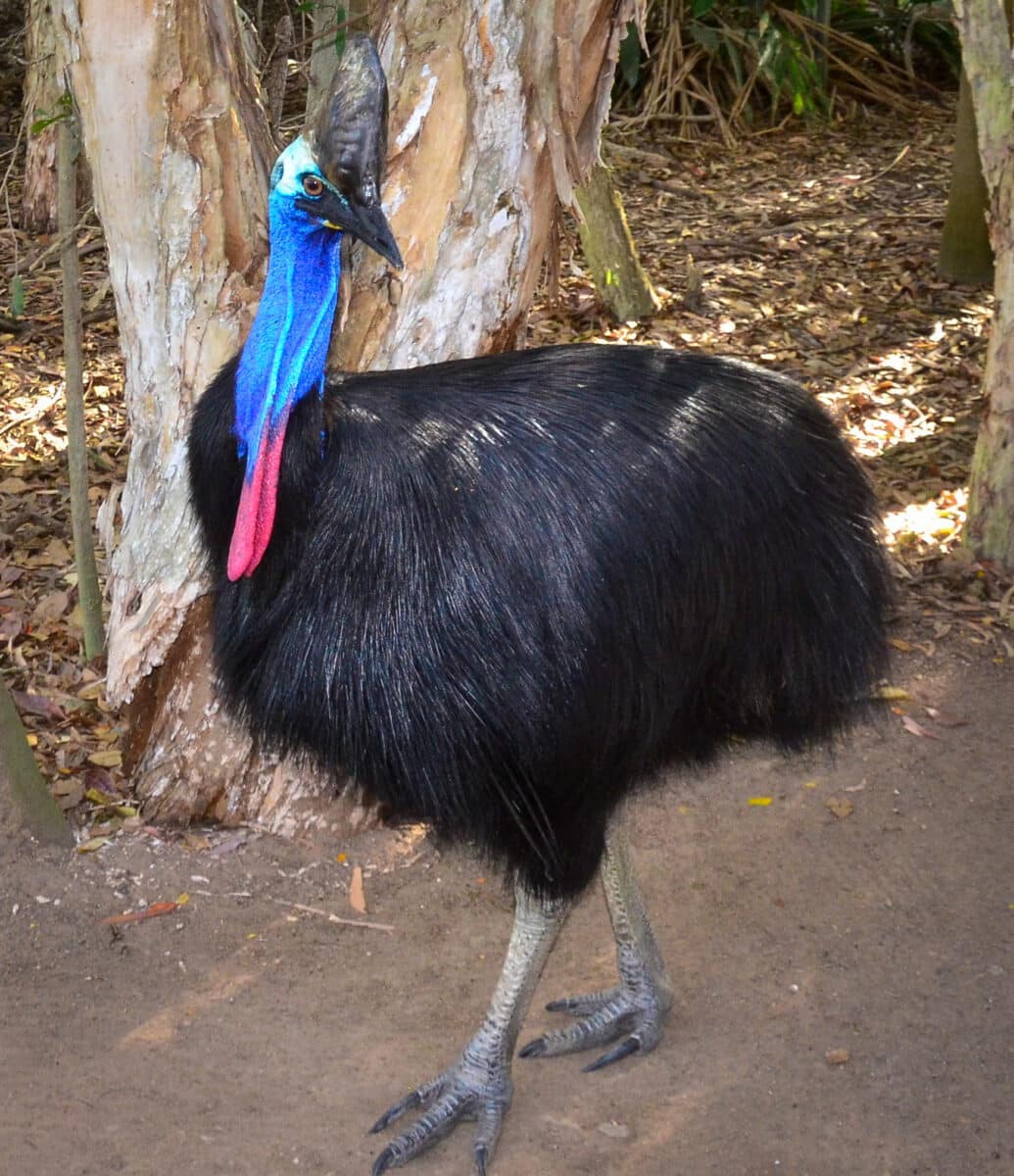 Southern Cassowary is a keystone species of the rainforest