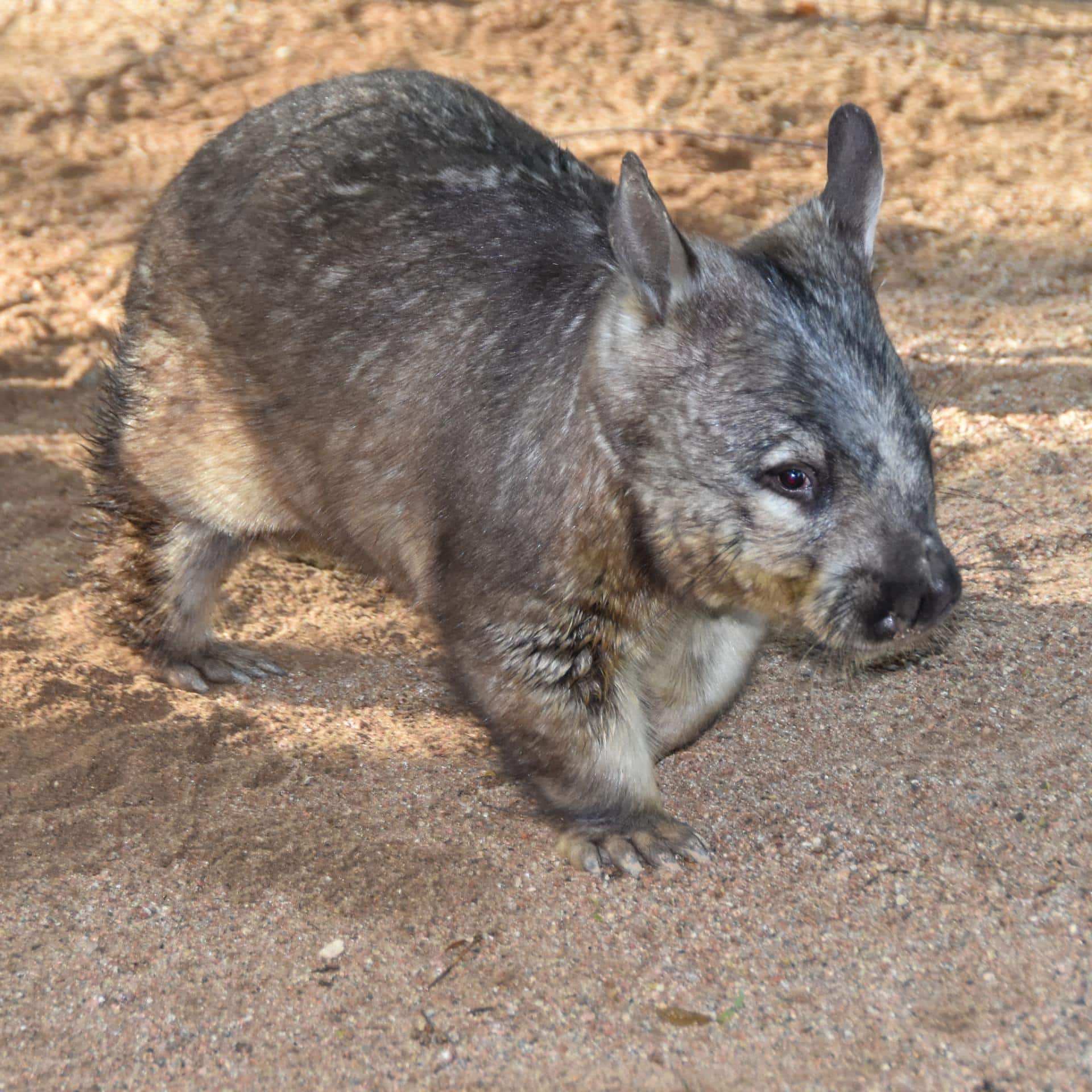 Southern Hairy Nosed Wombat 02