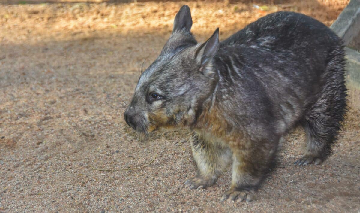 Southern Hairy Nosed Wombat 03