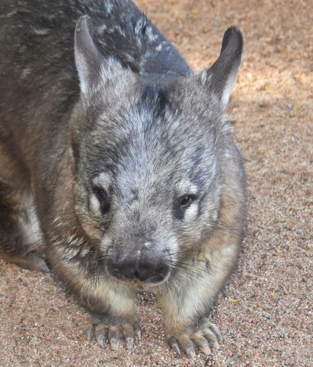 Southern Hairy Nosed Wombat 04