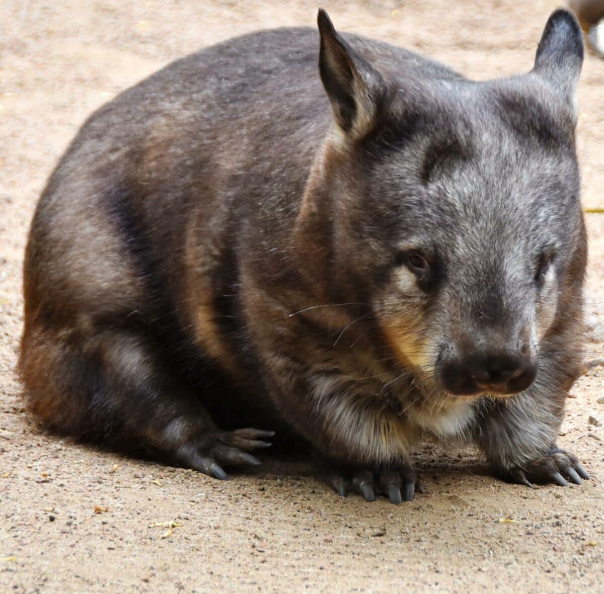 Southern Hairy Nosed Wombat 05