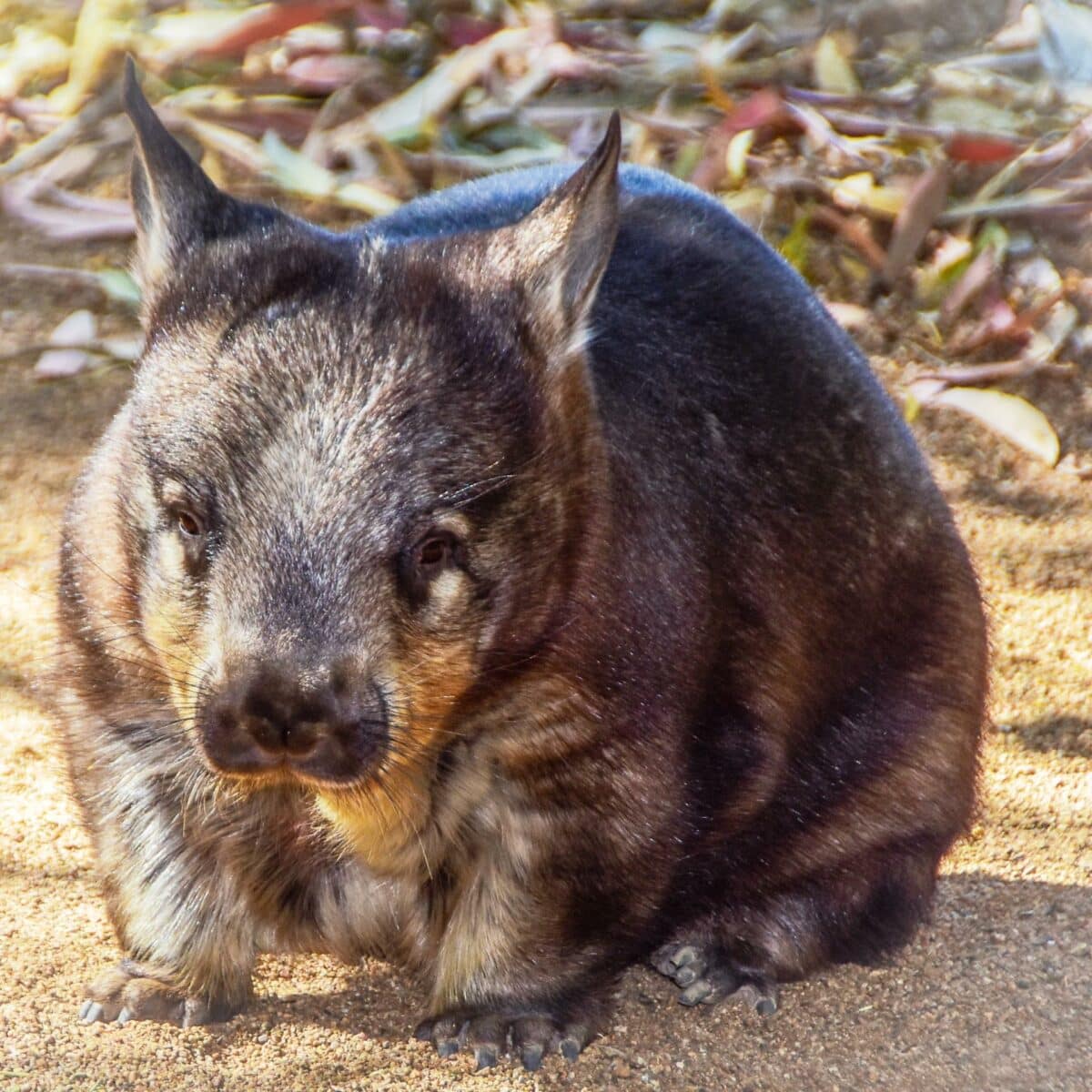 Southern Hairy Nosed Wombat 06