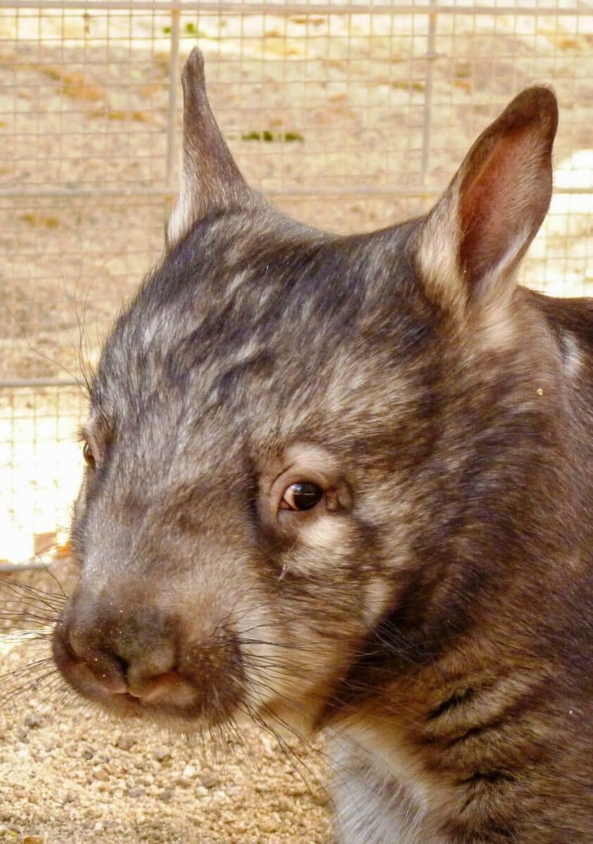 Southern Hairy Nosed Wombat 07