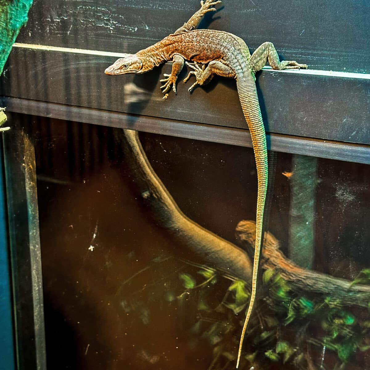 Southern Pilbara Rock Monitor