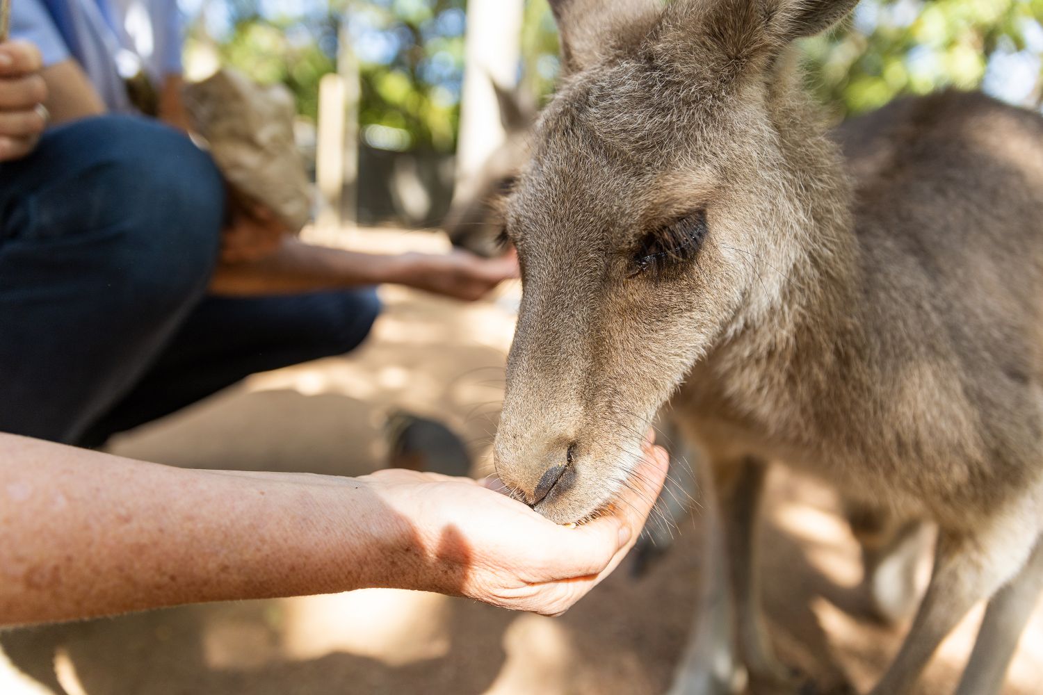 Things To Do In Townsville (145)