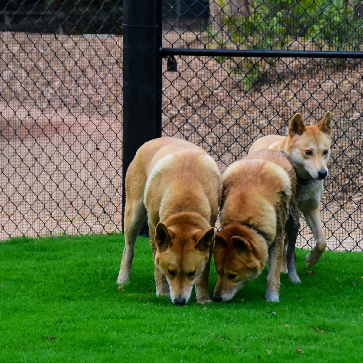 Dingoes Rusty, Rocky and Kirby