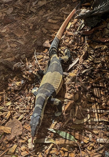 Bell's phase lace monitor